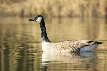 Obraz premium Canadian goose Branta canadensis close up