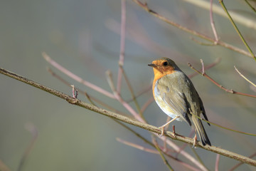 European robin bird (Erithacus rubecula) singing