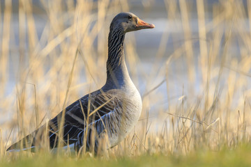 Greylag goose, Anser anser, resting in a meadow durng Springtime season