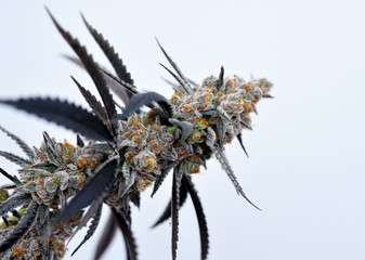 Naklejka na ściany i meble Cannabis