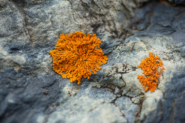 Lichen on Rock