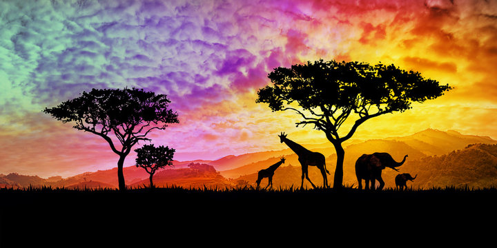 african safari sunset wallpaper