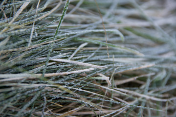 Frozen grass