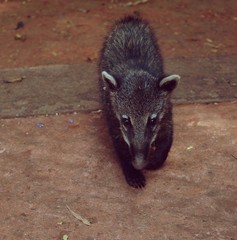 coati