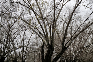 Texturas de ramas, primer plano copa de árbol