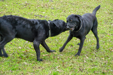 Labradores jugando con un tronco 