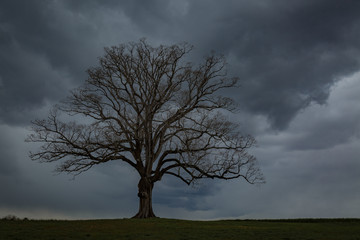 Oak tree in the winter