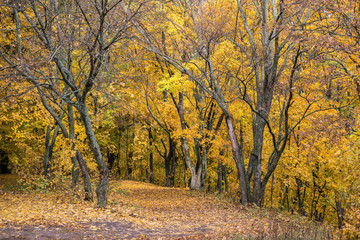 Golden colors of autumn. Golden autumn, the most beautiful time of the year