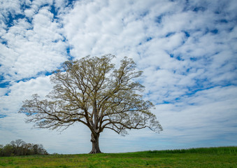Fototapeta na wymiar Oak tree in the spring.