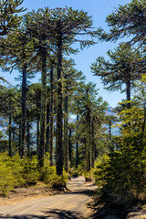 Obraz premium Camino de araucarias