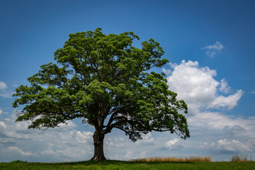 Fototapeta na wymiar Oak tree in the summer.