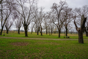 Campo, día de invierno, árboles sin hojas 
