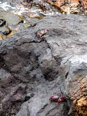 Crabs on rocks