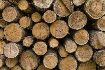 stos ciętych pni drzew w lesie