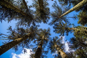 Araucarias y cielo