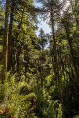 Obraz premium Bosque de coihues, Parque nacional COnguillio