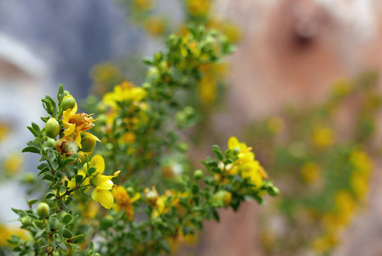 Yellow flowers of creosote bush