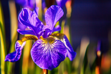 Flower bed with purple irises and blurred bokeh background. Inspirational natural floral spring or summer blooming garden or park. Colorful blooming ecology nature landscape