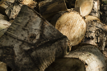 Naklejka premium stos ciętych pni drzew w lesie