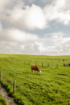 Vaca en Moher