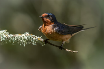 Barn Swallow Watching it's Nest 