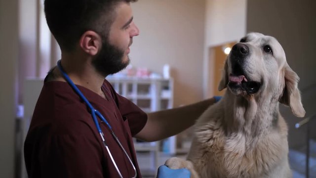Portrait of young bearded vet doctor shaking paws with adorable golden retriever patient. Dog thanking veterinarien for checkup and treatment barking with voice and giving paw at clinic