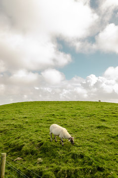 Oveja en Moher