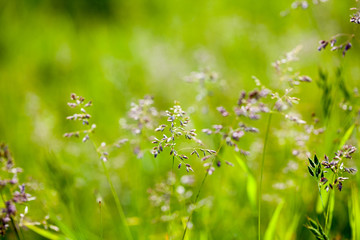 Flowers and plants in the field in the summer
