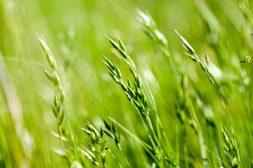 Flowers and plants in the field in the summer
