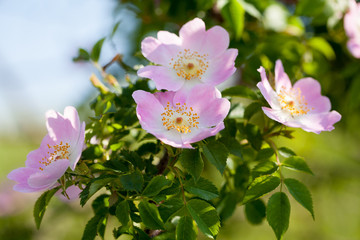 Rose hips flowers and bush in a summer day
