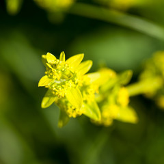 Flowers and plants in the field in the summer
