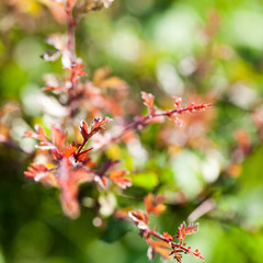 Flowers and plants in the field in the summer
