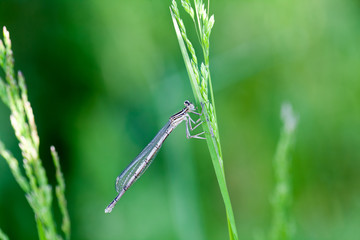 Small dragonfly on a plant
