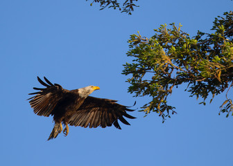 Bald eagle landing close to the nest , seen in the wild in  North California