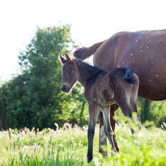 Fototapeta na wymiar Mother and baby horse in the village 