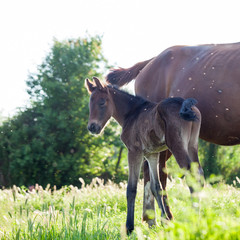 Obraz na płótnie Canvas Mother and baby horse in the village 