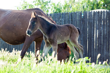 Mother and baby horse in the village
