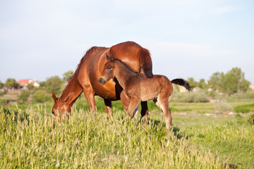 Obraz premium Mother and baby horse in the village 