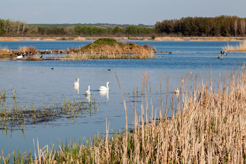 Swans and other birds on the lake
