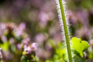 Wild plants in the field
