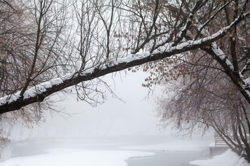 Winter landscape in the park
