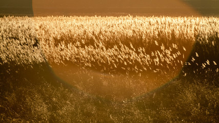 Fototapeta na wymiar Autumn landscape with reeds in contrejour light at sunset 
