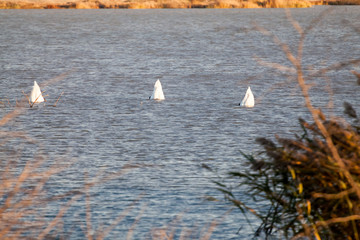 Fototapeta premium Swans on the lake with sunset light 