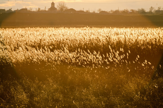 Autumn landscape with reeds in contrejour light at sunset

