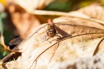 Brown dragonfly with macro details on an autumn leaf
