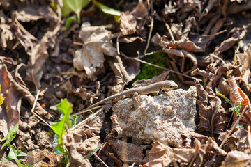 Brown lizard in autumn garden
