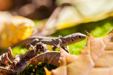 Brown lizard in autumn garden
