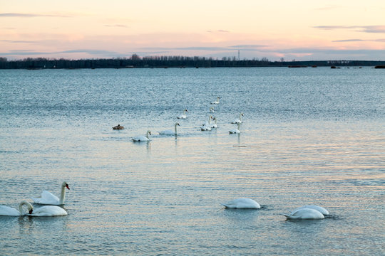 Swans on the lake with sunset light
