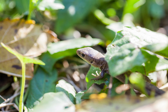 Brown lizard in autumn garden
