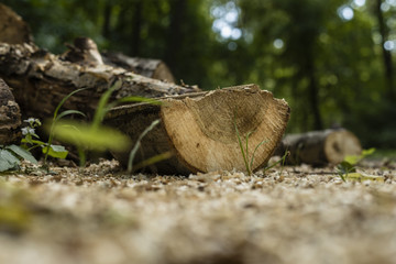 pień i wióry drzewne © fidowaty